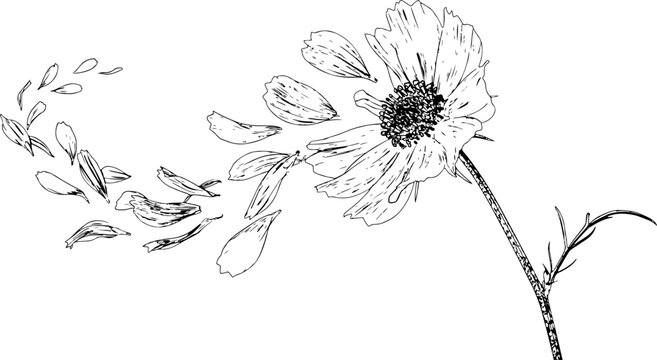 Hand drawn cosmos flower with falling petals