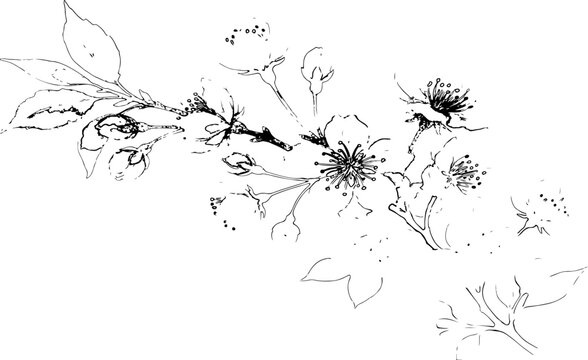 Hand drawn cherry blossom branch with flowers and buds