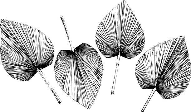 Set of hand drawn tropical palm leaves