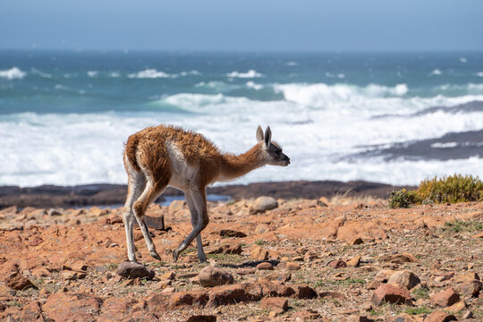 guanaco at the ocean