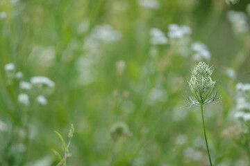 particolare di un fiore di dente di leone © Simona