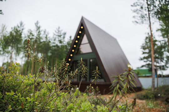 Close view of wild shrubs and young conifer shoots in foreground, with illuminated cabin roofline glowing in misty pine forest under overcast sky and soft shallow focus, with cabin, aframe, forest
