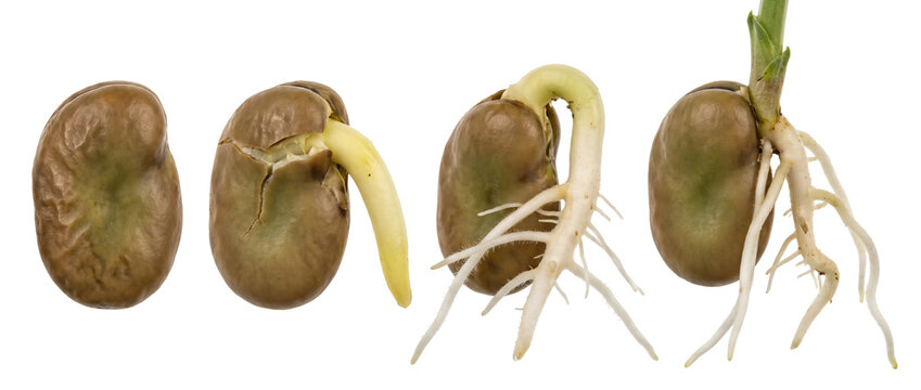 Seed germination stages growth sequence showing bean plant life cycle development from dormant seed to root and shoot sprout isolated on black background for biology botany science education concept.