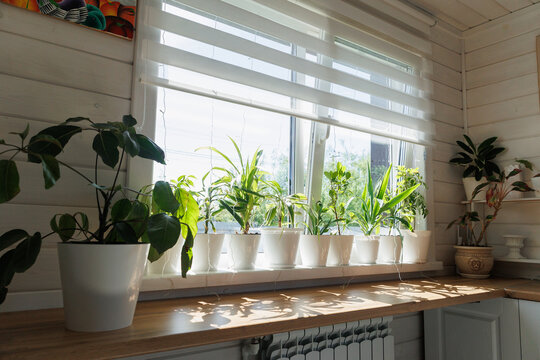 Bright interior window scene showing multiple white pots of healthy green houseplants lined along wooden windowsill beneath partially lowered sheer blinds, soft natural daylight creating calm, fresh