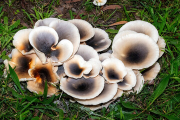 Fototapeta premium Ghost Mushrooms (Omphalotus nidiformis)