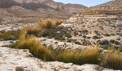 Nahal Akev or Eqav, a unique riverbed in the Har HaNegev Nature Reserve. Dense vegetation flourishes along the canyon floor, creating a striking contrast against the rugged desert landscape. © A.Pushkin