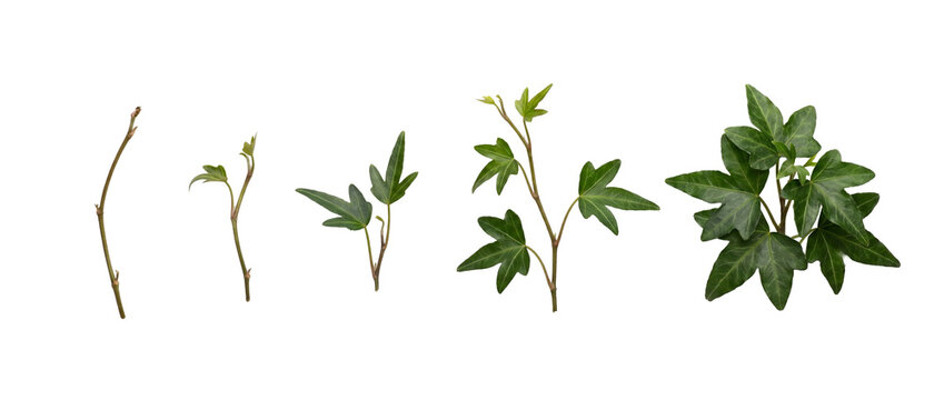 Ivy leaf growth stages sequence showing plant development cycle step by step from bud to full green foliage isolated on black background, showcasing botanical evolution and natural progress concept.