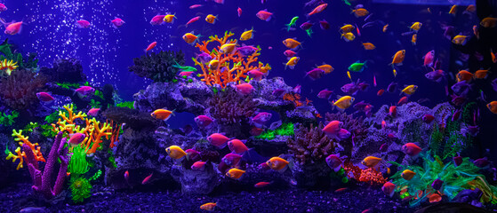 Colorful fluorescent GloFish swimming in neon coral reef aquarium water © Minakryn Ruslan 