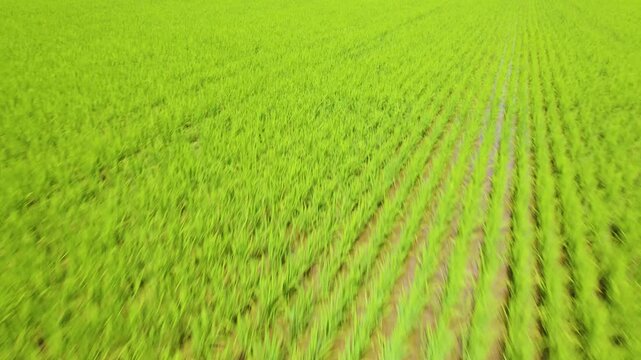 石川県小松市北部の加賀平野に広がる美しい水田のドローン空撮 低空で稲の上を前進 / Drone aerial view of beautiful green rice fields in the Kaga Plain, northern Komatsu City, Ishikawa Prefecture, flying low and forward over the rice plants