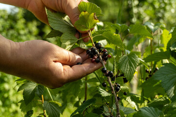 Fototapeta premium A person is using their hands to pick ripe blackcurrants from a green plant in a garden. The sun shines on the leaves and fruit in the summer