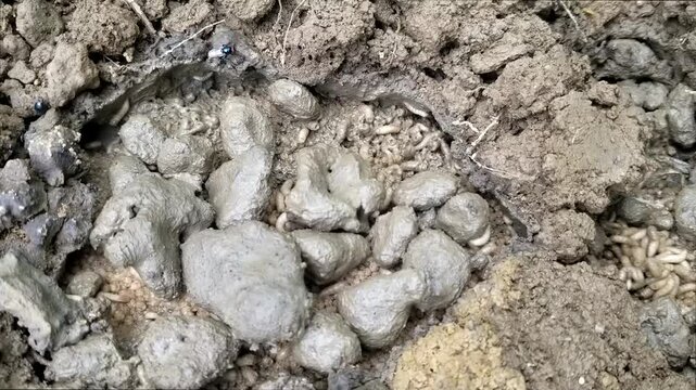 Writhing and crawling maggots in loose dirt