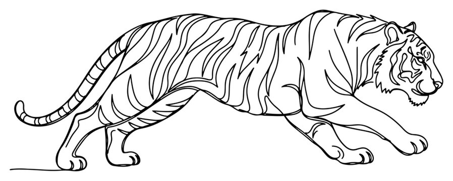 Tiger walking and prowling in continuous line art style