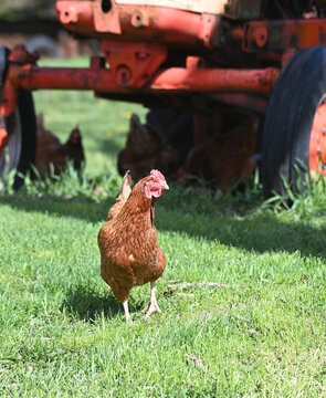 Chickens and Tractor