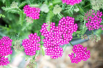 Close up of Pink Magenta Flowers of Yarrow Achillea Vintage Violet Plant © Anna Hoychuk