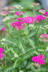 Obraz premium Close up of Pink Magenta Flowers of Yarrow Achillea Vintage Violet Plant