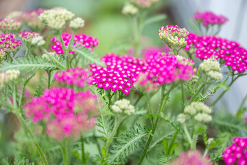 Close up of Pink Magenta Flowers of Yarrow Achillea Vintage Violet Plant © Anna Hoychuk