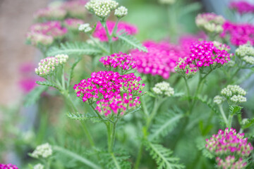 Close up of Pink Magenta Flowers of Yarrow Achillea Vintage Violet Plant © Anna Hoychuk