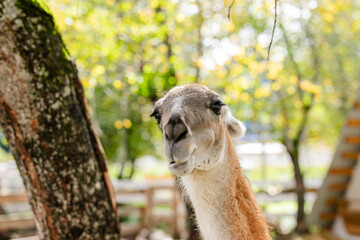 Fototapeta premium Curious lama portrait with soft green forest background.