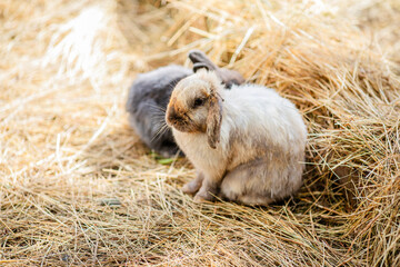 Fluffy lop rabbit sitting on hay in warm sunlight. © Lena May