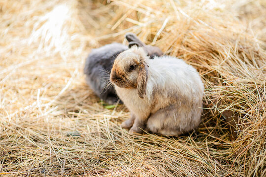 Fluffy lop rabbit sitting on hay in warm sunlight.