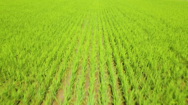 石川県小松市北部の加賀平野に広がる美しい水田のドローン空撮 低空で稲の上を前進 / Drone aerial view of beautiful green rice fields in the Kaga Plain, northern Komatsu City, Ishikawa Prefecture, flying low and forward over the rice plants