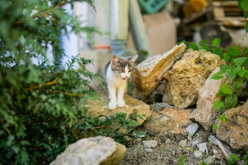 Obraz premium Gray and white kitten walking among rocks and green plants outdoors.