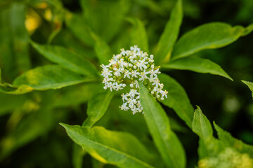 Fototapeta premium Small white flowers blooming among bright green leaves.