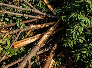 Fototapeta premium Uprooted trees lie scattered after intense storm event. Broken branches, logs form chaotic pile amid foliage. Timber debris shows impact of natural disaster on woodland area. Scene conveys