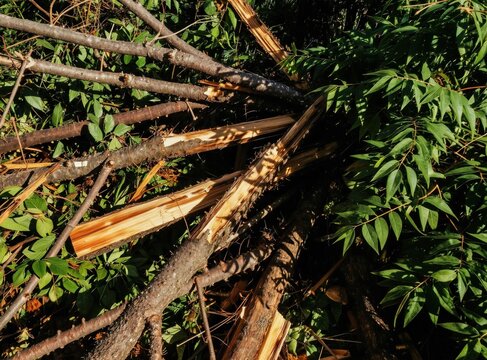 Uprooted trees lie scattered after intense storm event. Broken branches, logs form chaotic pile amid foliage. Timber debris shows impact of natural disaster on woodland area. Scene conveys