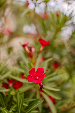 Single red oleander flower blooming among narrow green leaves with dreamy shallow depth of field.