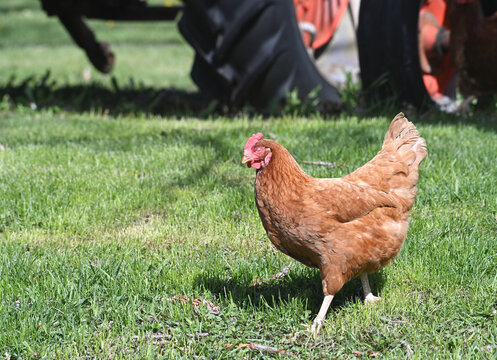 Chicken by the Tractor