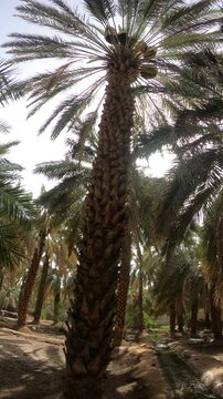 Ducks by a stream under date palms at The Garden of Salman Al Farsi (RA) in Medina.