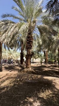 Sunlit date palm trees at The Garden of Salman Al Farsi (RA) in Madinah, Saudi Arabia.