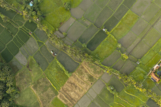Aerial view of lush green rice terraces with palm trees and irrigation paths in Ubud, Bali, Indonesia.