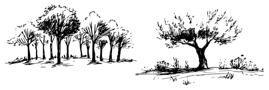Deciduous trees and olive grove landscape in minimalist ink drawing style