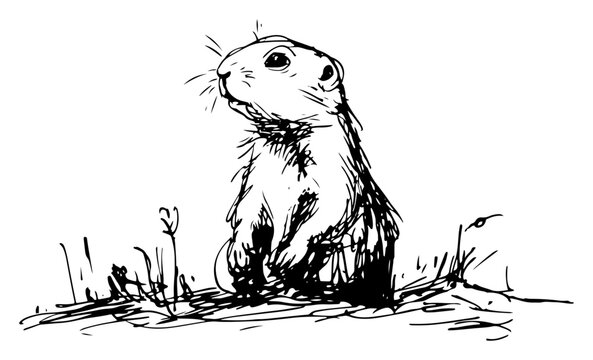 Ground squirrel standing on alert in a grassy field in expressive ink sketch style