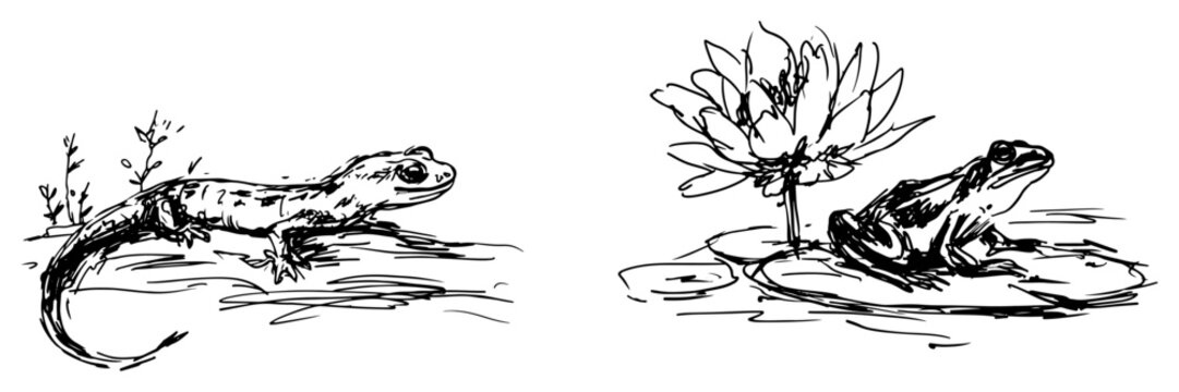Frog sitting on lily pad and lizard in a loose hand drawn sketch style
