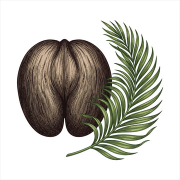 Coco de Mer palm nut with green frond during natural lighting concept vector illustration