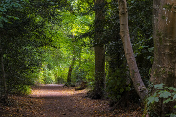 Fototapeta premium Shaded woodland footpath beneath mature trees in peaceful deciduous forest