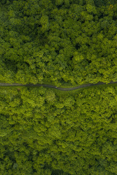 Aerial view of the Campuhan Ridge Walk path winding through dense tropical forest with lush green trees and foliage in Kecamatan Payangan, Bali, Indonesia.