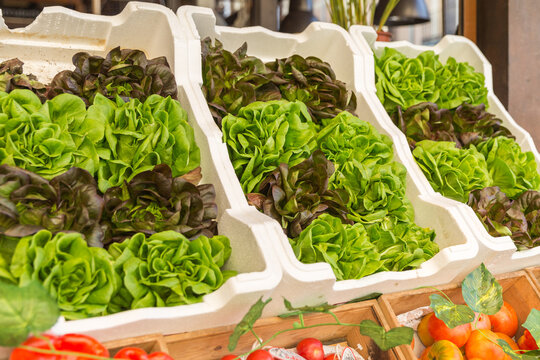 Fresh lettuce in box on farmers market