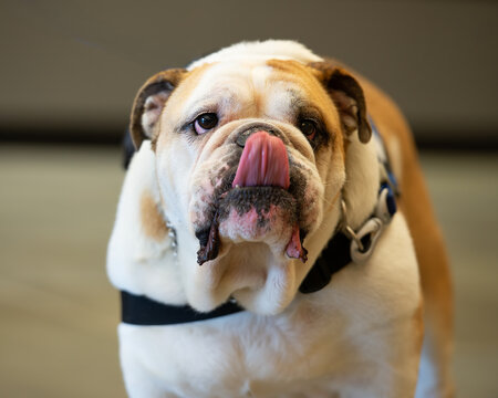 Large, light colored with beige, English Bulldog portrait with tongue out