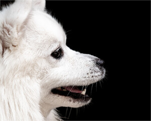 Side profile portrait of an American Eskimo on a black background with white fluffy fur © ChristyLangPhotos