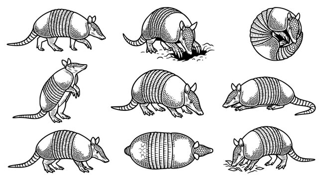 Collection of armadillos in various natural poses including walking digging rolling into a ball and standing on hind legs for wildlife educational illustration and animal biology graphic sets