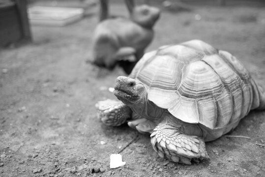turtle on the road