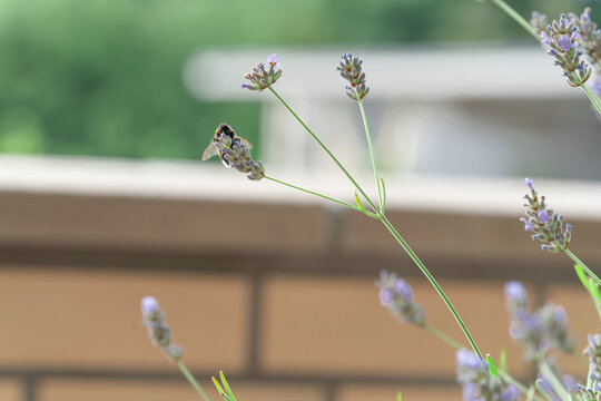 Lavendel und Hummel