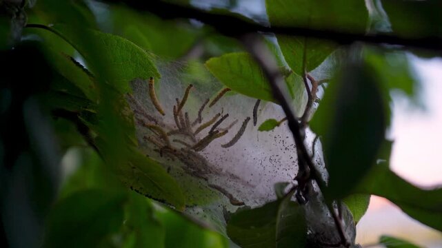 Active caterpillar infestation in dense silk web on green foliage
