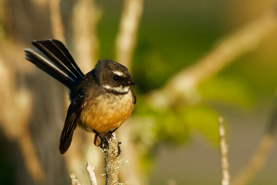 A fantail perched on branch