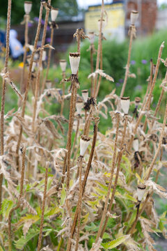 Dried Verbascum stalks in garden