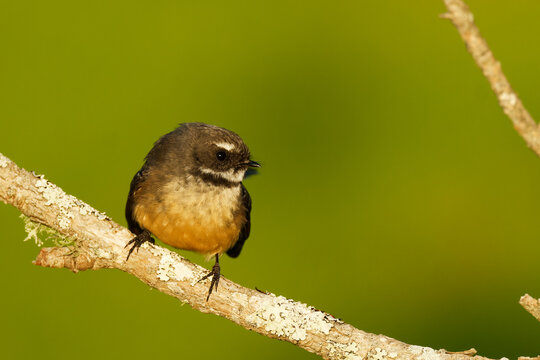 A fantail perched on branch